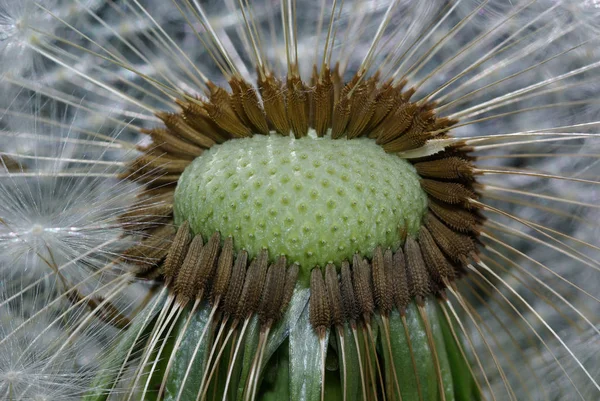 Prachtig Uitzicht Natuurlijke Paardebloem — Stockfoto