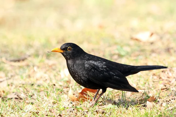 Blackbird Ötücü Kuşu Kuş Bilimi Hayvan Bilimi — Stok fotoğraf