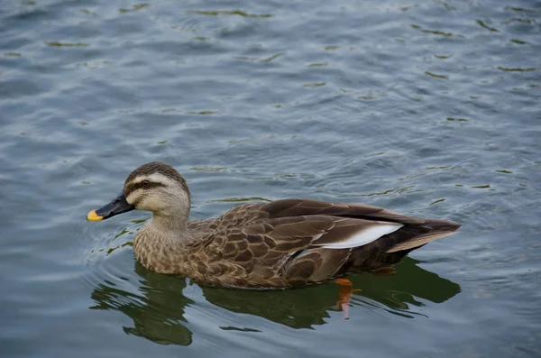 Pato Com Bico Fino Anas Poecilorhyncha Nadando Lago — Fotografia de Stock