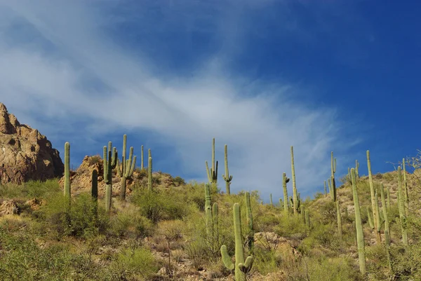 Saguaros Rochas Belo Céu Azul Nublado Arizona — Fotografia de Stock