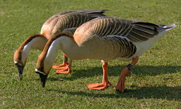 Scenic View Beautiful Bird Nature — Stock Photo, Image