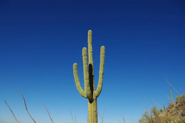 Saguaro Mavi Gökyüzü Arizona — Stok fotoğraf