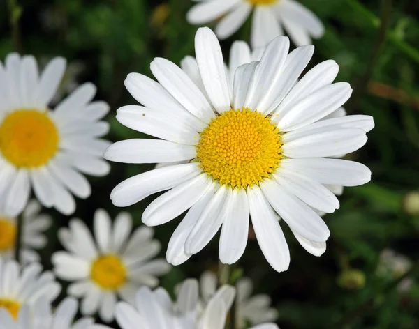 Margarida Plena Flor — Fotografia de Stock