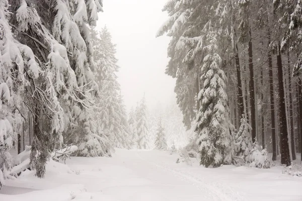 Winterwald Mit Bäumen Schneebedecktes Holz — Stockfoto