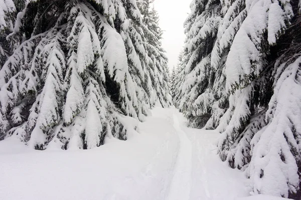 Zimní Les Stromy Zasněžené Dřevo — Stock fotografie