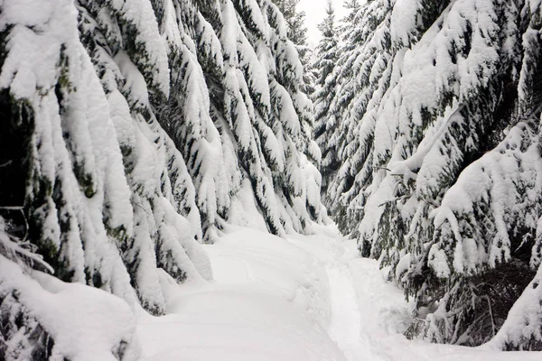 Forêt Hiver Avec Arbres Bois Enneigé — Photo