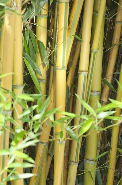 花园里的竹子 — 图库照片
