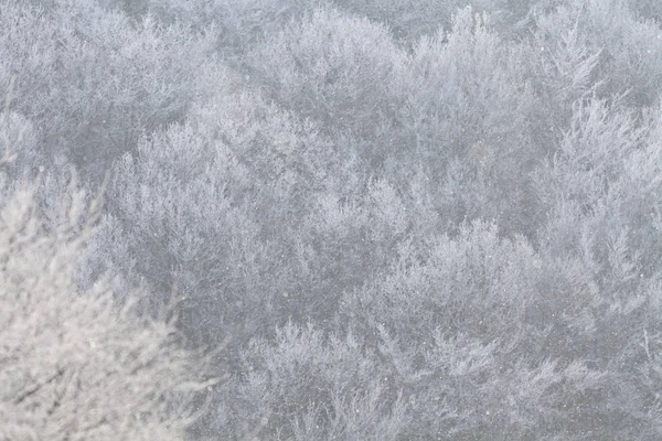 氷の木と枝 — ストック写真