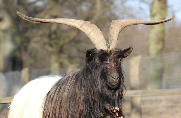 Valais Black Necked Goat Tierpark Sababurg — Stock Photo, Image