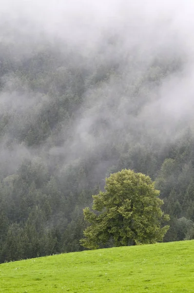 Landscape Shot Solitary Tree Grass Surface Foreground Forest Mist Background — Stock Photo, Image