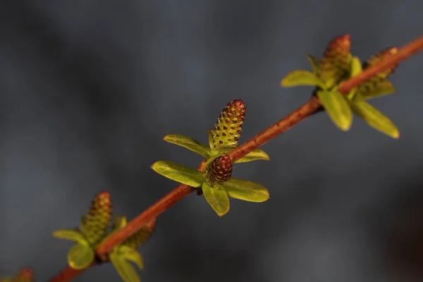 Hakuro Nishiki Harlekin Weide Salix Blüte Knospe Makro Grün Dunkel — Stockfoto