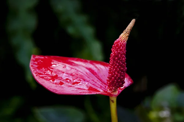 Zoomed Flor Roja Con Una Hoja Húmeda Abierta —  Fotos de Stock