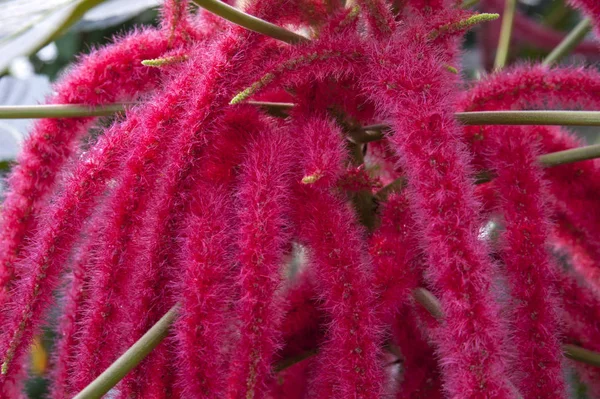 Zoomed Interesante Flor Con Muchos Tallos Rojos Peludos — Foto de Stock