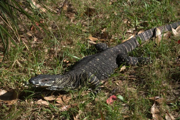 Guana Nell Erba — Foto Stock