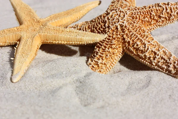 Rozgwiazdy Morskie Stworzenie Wodne — Zdjęcie stockowe