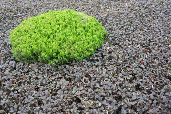 Stones Rocks Pebbles Rocky Gravel Background — Stock Photo, Image