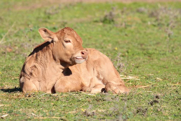 Brown Calf Lying Eating Fresh Green Grass — Stock Photo, Image