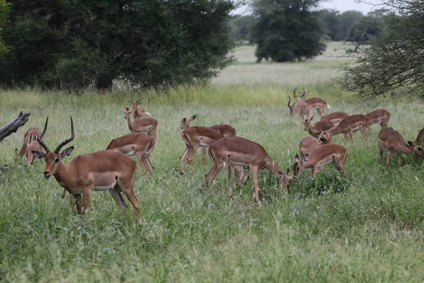 Impala Zvířecí Fotografie Přírodě Volně Žijící Živočichové — Stock fotografie