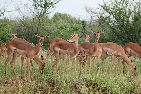 Herd Van Zwarte Hiel Impala — Stockfoto