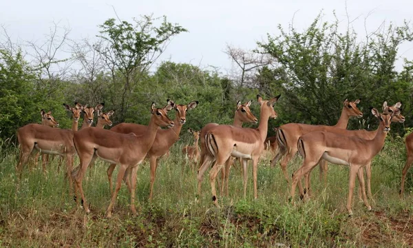 Antílope Animal Selvagem Vida Selvagem — Fotografia de Stock