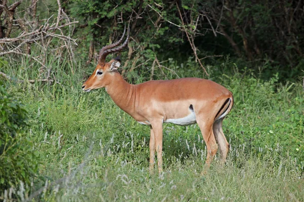 Animale Selvatico Animale Con Zoccoli Cervo — Foto Stock