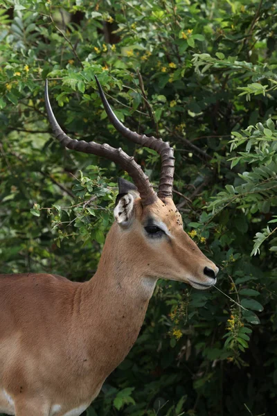 Fekete Sarok Antilop Bock — Stock Fotó