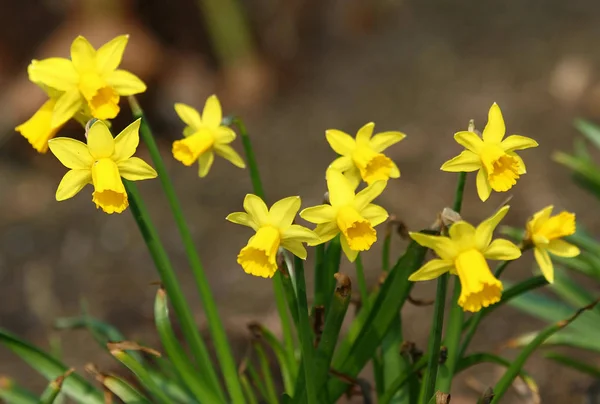 Tavaszi Virág Gyönyörű Narcissus — Stock Fotó