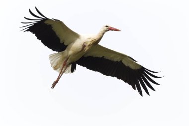 scenic view of white stork at wild nature clipart