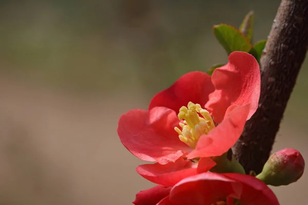 Detalhes Uma Flor Chaenomeles Japonica — Fotografia de Stock