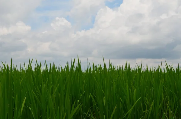 Picturesque View Countryside Scenery — Stock Photo, Image