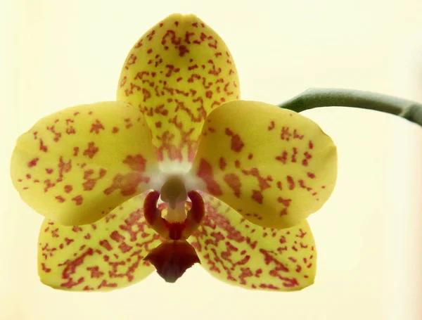 Hermosa Orquídea Flores Pétalos — Foto de Stock