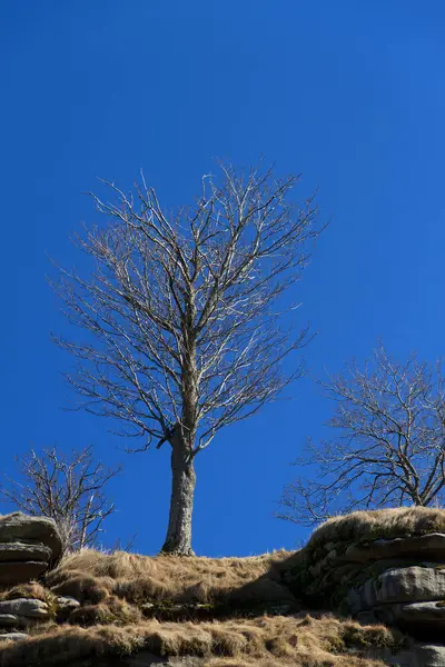 Tree Albert Break — Stock Photo, Image