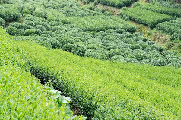 Vacker Utsikt Över Naturen Landskap — Stockfoto