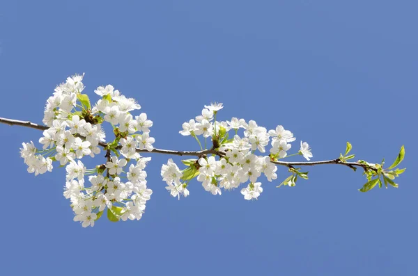 Wiosenne Drzewo Kwiaty Gałęziach Kwiaty Wiśni — Zdjęcie stockowe