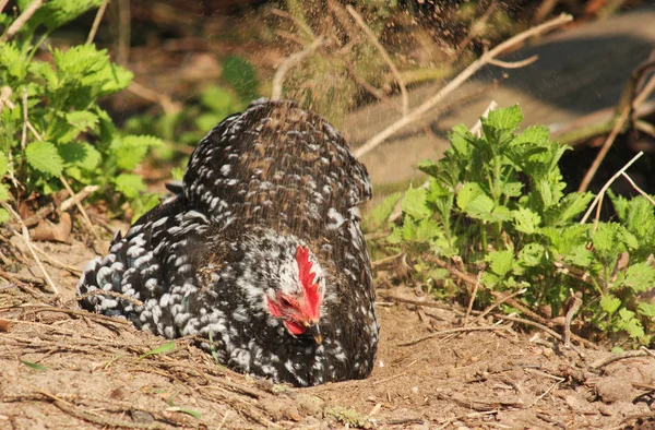 Festői Kilátás Gyönyörű Madár Természetben — Stock Fotó