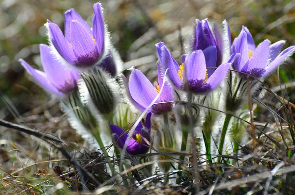 Крокусові Квіти Весняна Флора Пелюстки — стокове фото