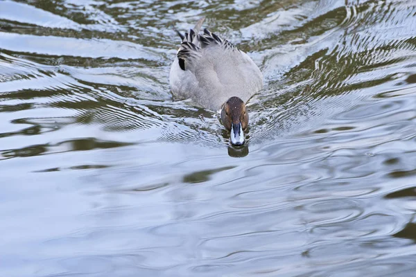 Schilderachtig Uitzicht Prachtige Vogel Natuur — Stockfoto