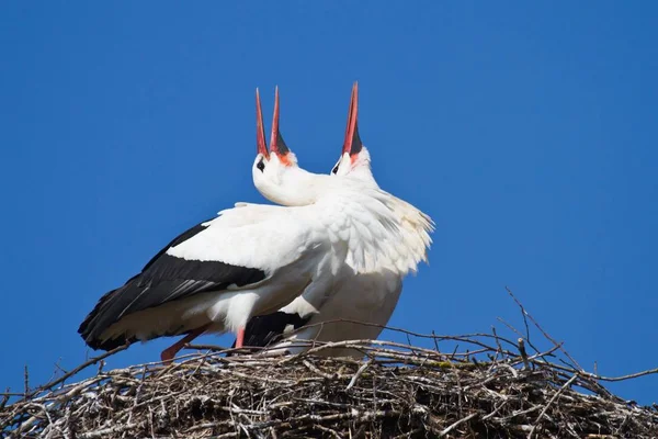 Cigüeñas Pájaro Zancudo Patas Largas Cuello Largo — Foto de Stock