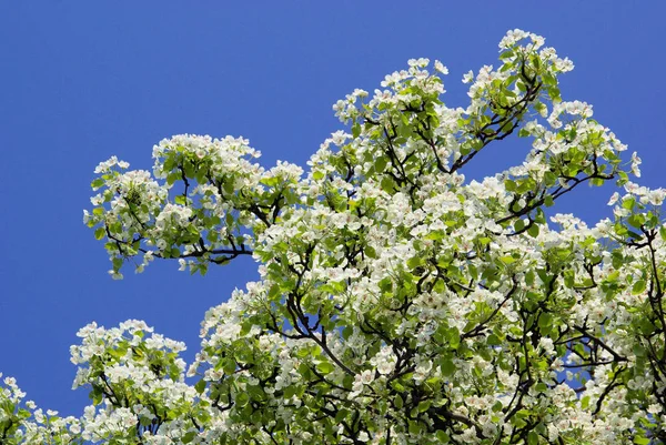 Äppelblomsträd Blomblad — Stockfoto