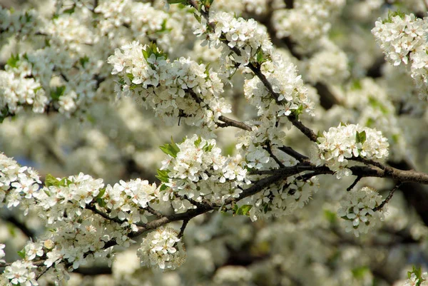 Frühlingsbaum Blumen Auf Ästen Kirschblüte — Stockfoto