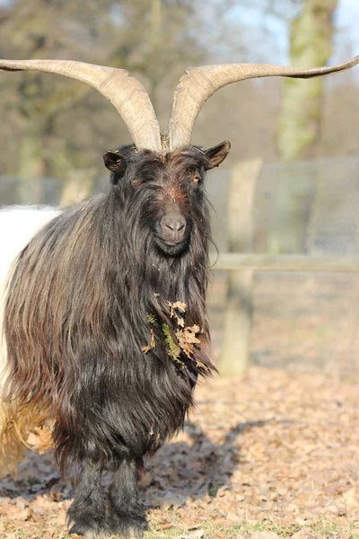 Valais Black Necked Goat Zoo Sababurg — Stock Photo, Image