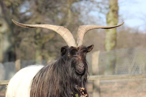 Valais Black Necked Goat Zoo Sababurg — Stok fotoğraf