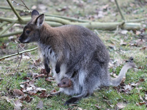 Bennett Kanguru Yavru Çantada — Stok fotoğraf