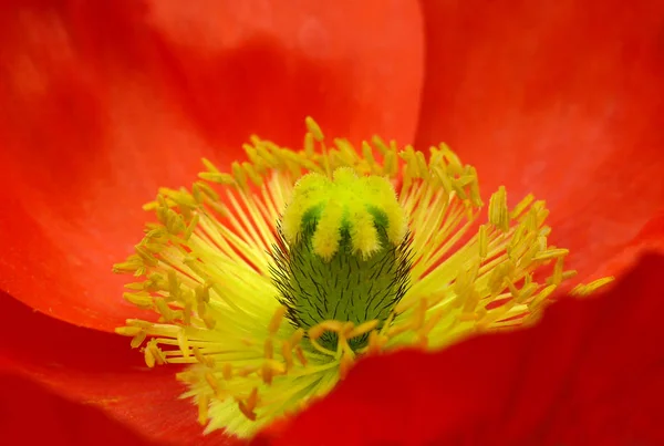 美しい野生のケシの花の近景 — ストック写真