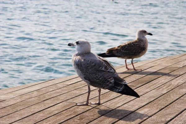 Möwen Hafen Von Barcelona — Stockfoto