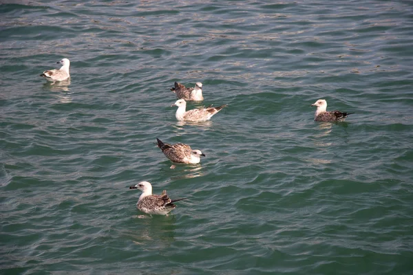 Seagulls Barcelona Port — Zdjęcie stockowe