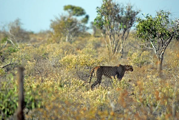 Cheetah Savannah — Stock Photo, Image