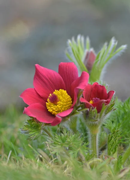 Bloemen Het Gras — Stockfoto