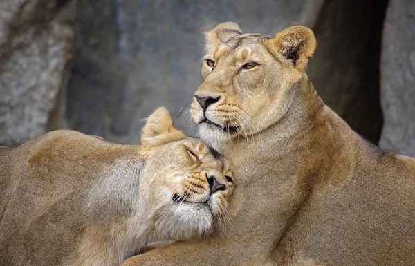 Depredador Leones Gato Carnívoro Salvaje —  Fotos de Stock