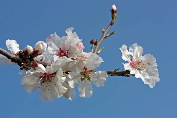 Fiori Primaverili Fioriscono Sui Rami Degli Alberi Fiori Fioriti Primaverili — Foto Stock